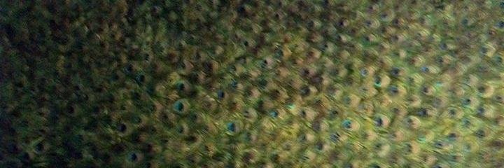 April Samuelson banner