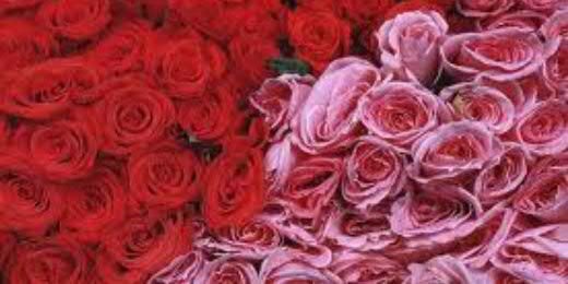 defrianda_devi's profile banner image