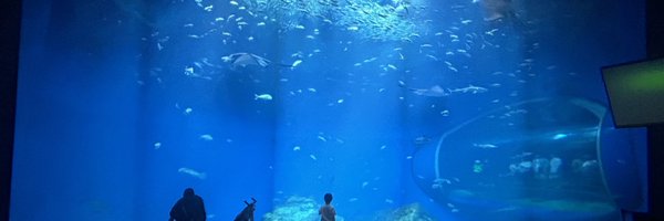 bbdaidf Profile Banner