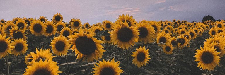 pashynea's profile banner image