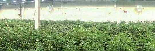 Wisconsin Hemp banner