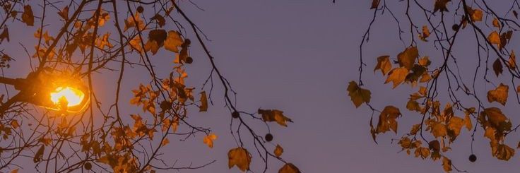 crybaby 🇵🇸 banner