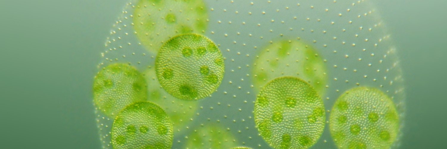 armin_hallmann's profile banner image