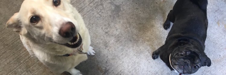 SarahHamman25's profile banner image