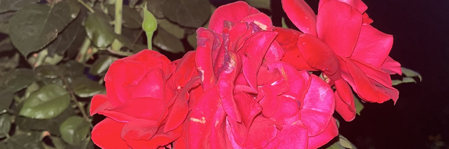 SelinAlaca's profile banner image