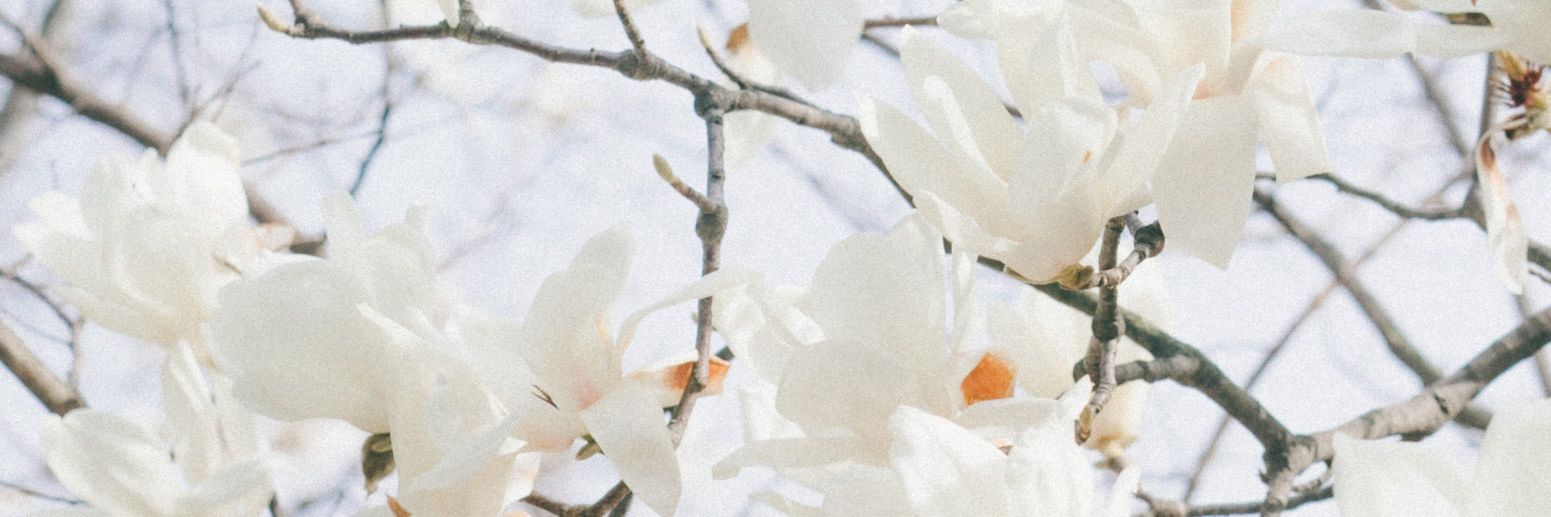 blue_by_feb's profile banner image