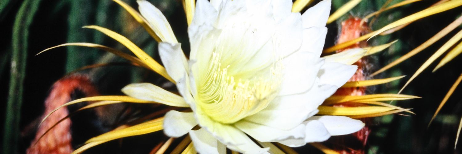 sjsmithz's profile banner image