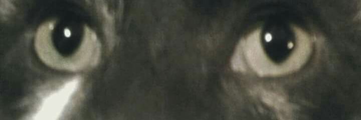CaseyCarnage's profile banner image