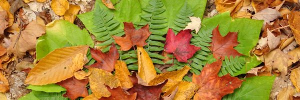 OCDSBoec Profile Banner