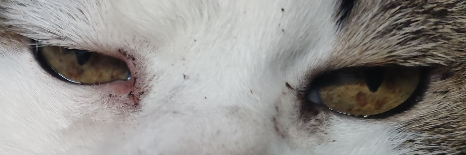 sute banner