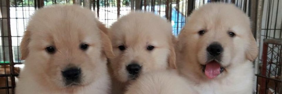 poonnice13's profile banner image
