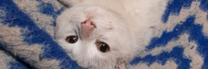 negrobaty's profile banner image
