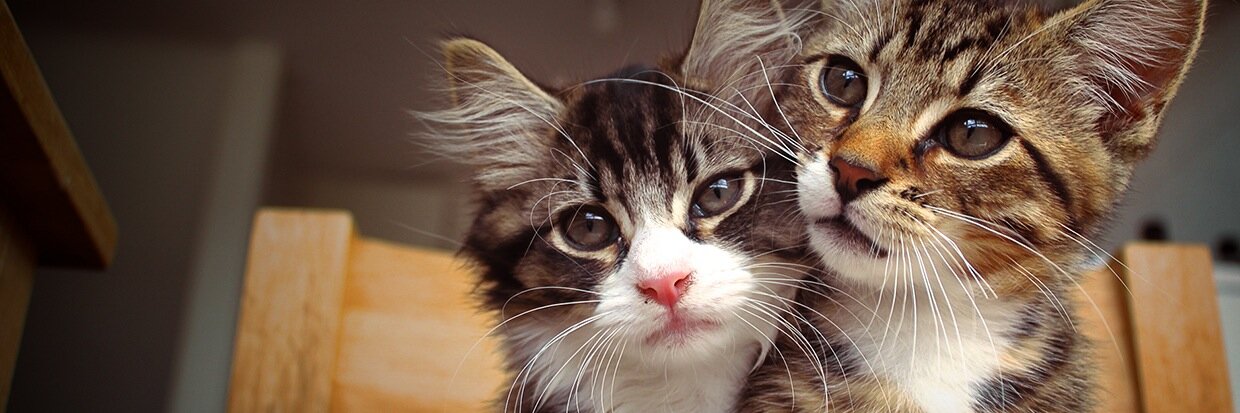 Cat in a Flat banner