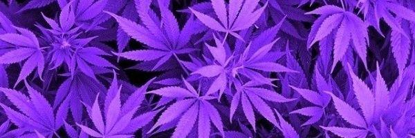 AmazingZiam10's profile banner image