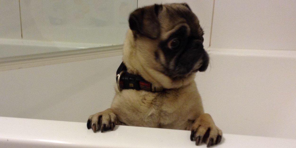 Chuckypug's profile banner image