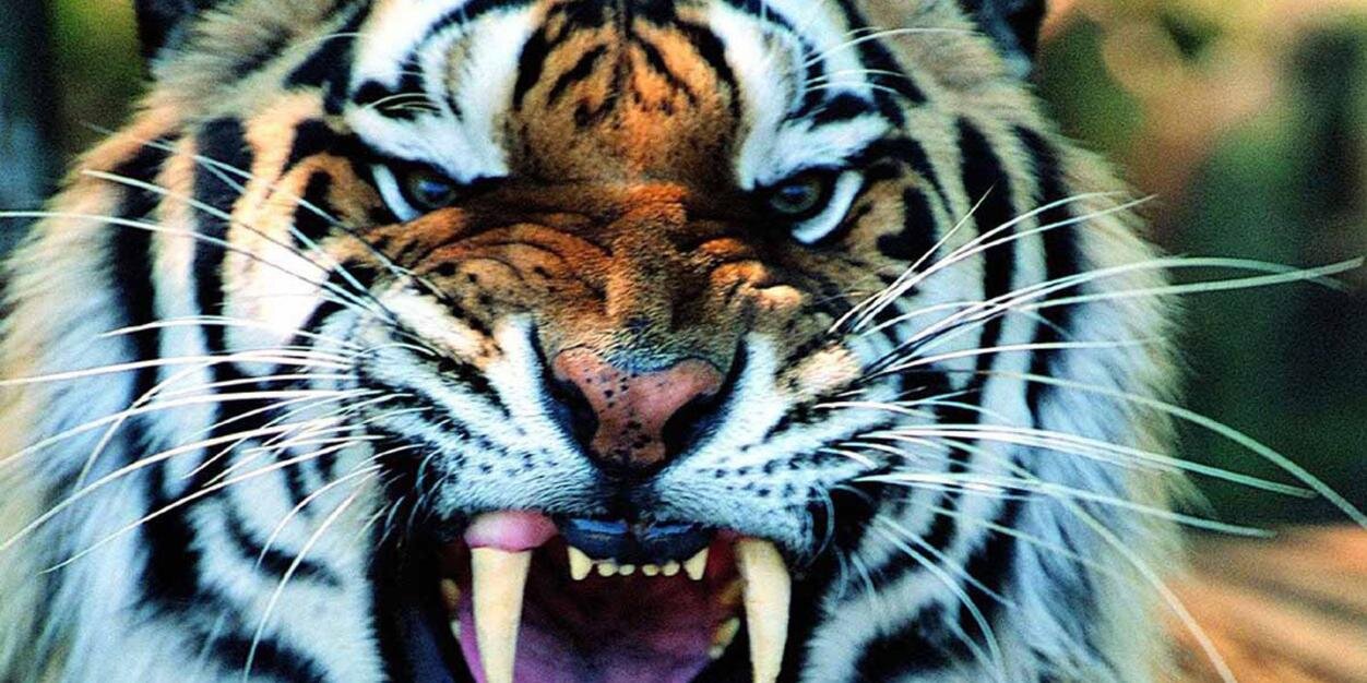 Julian Portillo banner