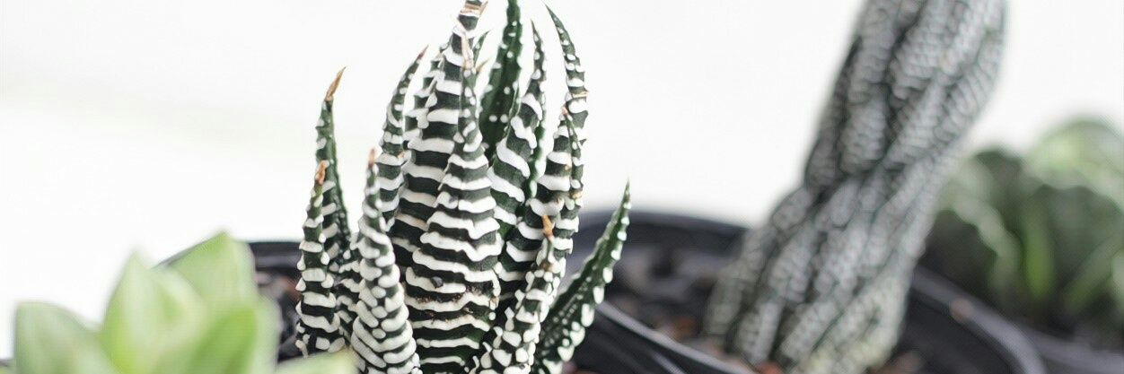 TodayOrAfter's profile banner image