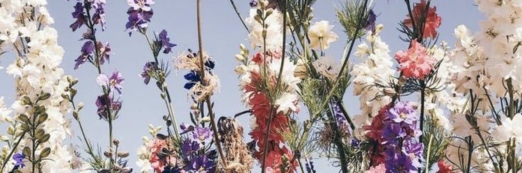 BONAVENTURASofi's profile banner image