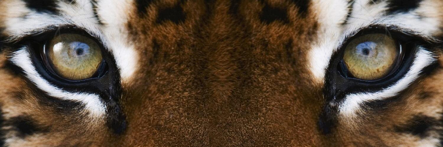Samubetico's profile banner image