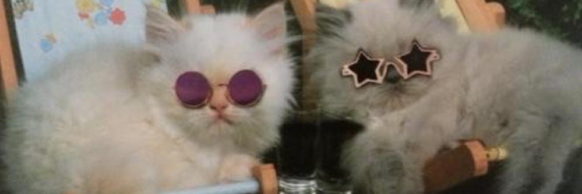 _raycat_'s profile banner image