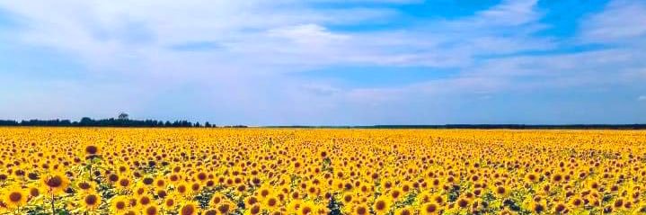 someone1010010's profile banner image
