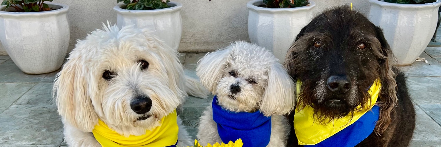 PawsReports's profile banner image