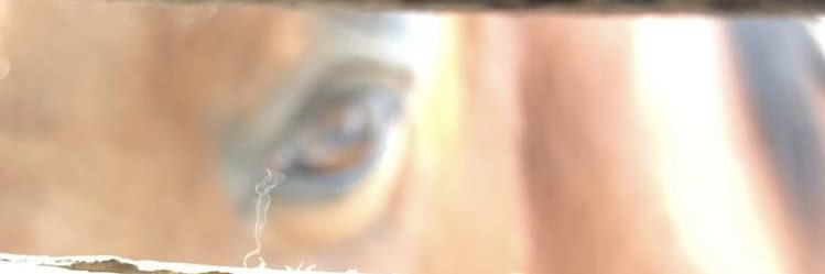 scharboneau1's profile banner image