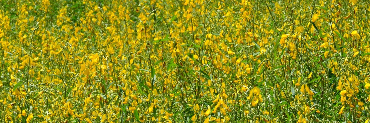 esseeds_'s profile banner image