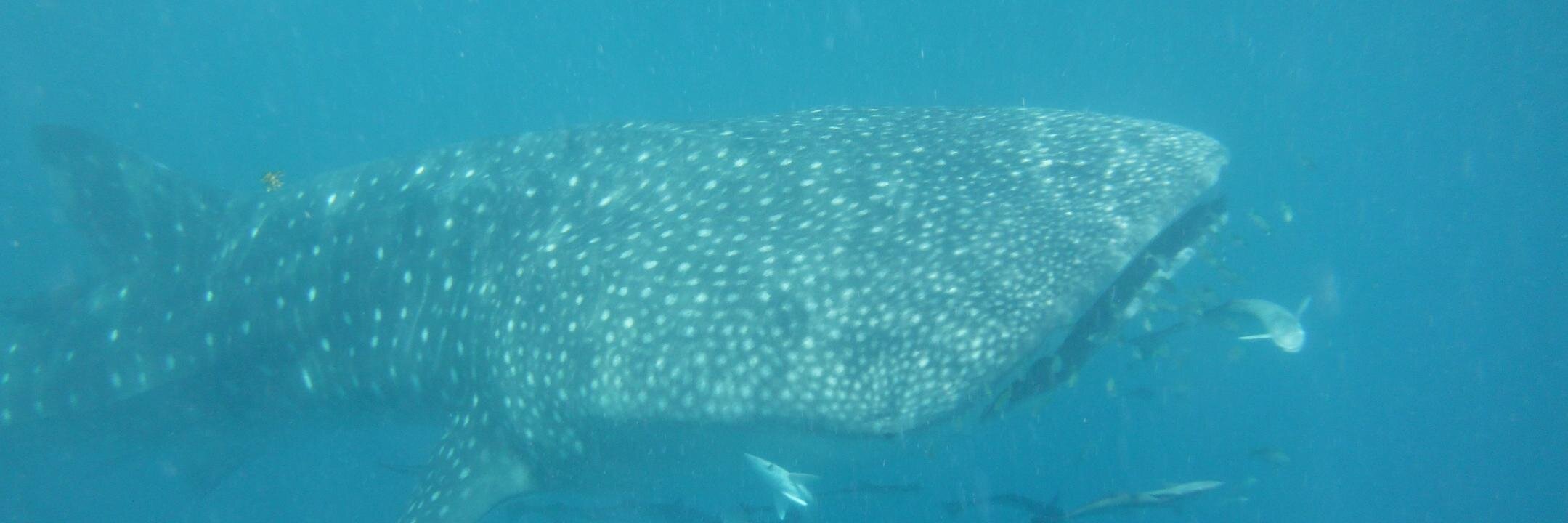 Oli McLoughlin banner