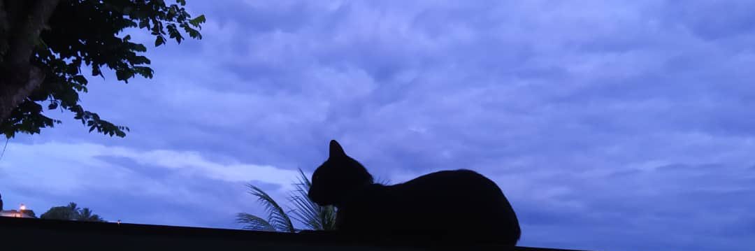 Menina mulher da pele preta banner
