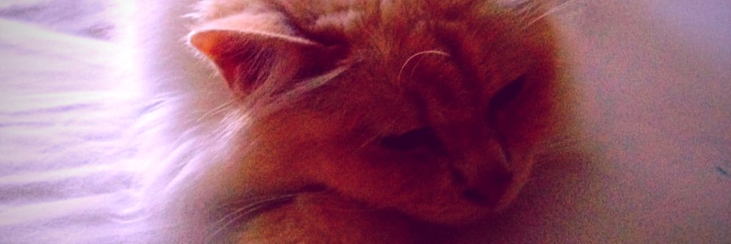MsEastman's profile banner image