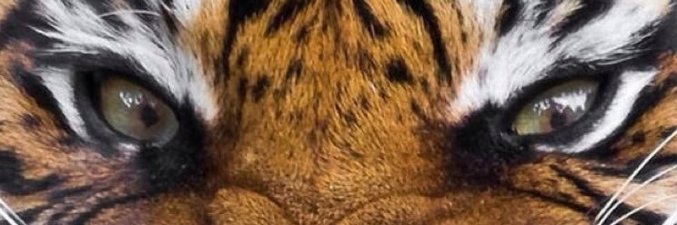 sash_aks's profile banner image