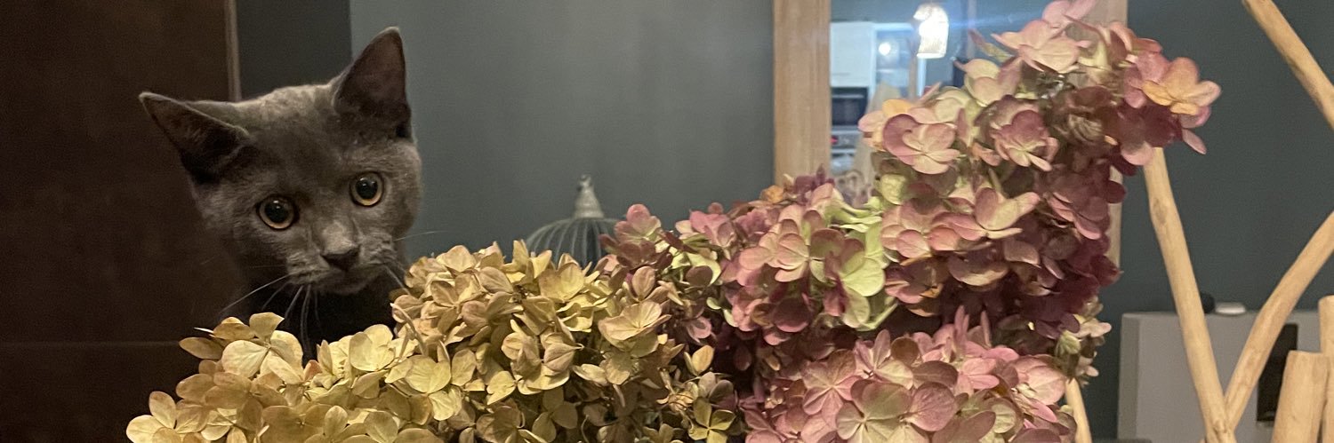 AdeleParrot's profile banner image