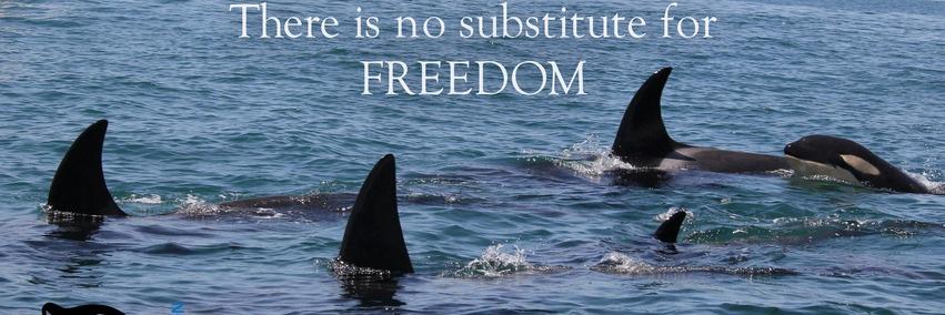 Orca Rescues banner