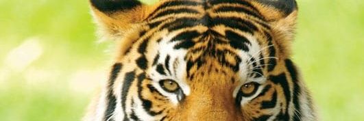 raviaryan700's profile banner image