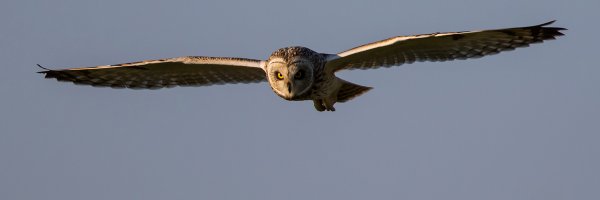 CullyBirder Profile Banner