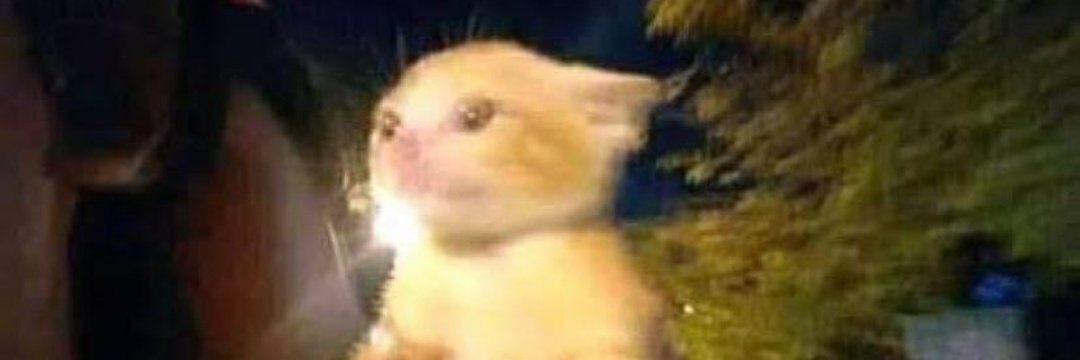 Felix_to_'s profile banner image