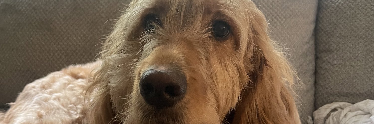 destanierball's profile banner image