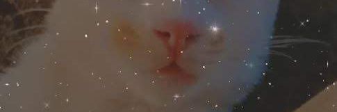 dendrophileee's profile banner image