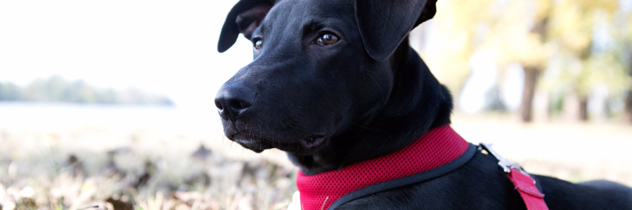 Michael Gulledge banner