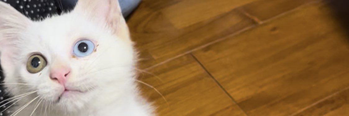 shi4ro6ma01's profile banner image