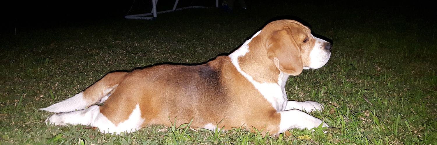 💙💛💙 🇦🇷 ⭐⭐⭐ banner