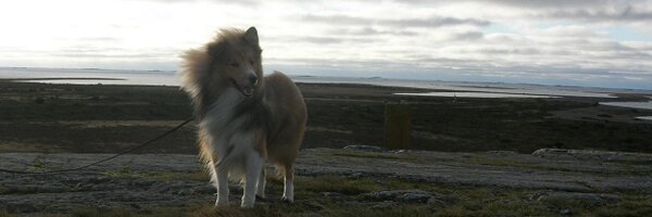 seppokoira Profile Banner