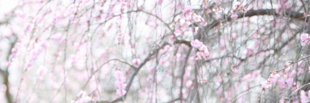 rioru422's profile banner image