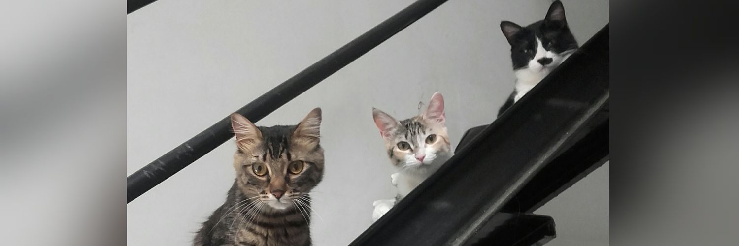 roxannegoy's profile banner image