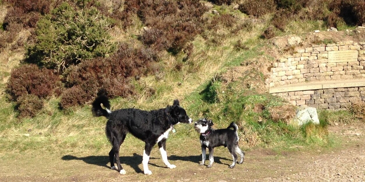 NormTSchnauzer's profile banner image