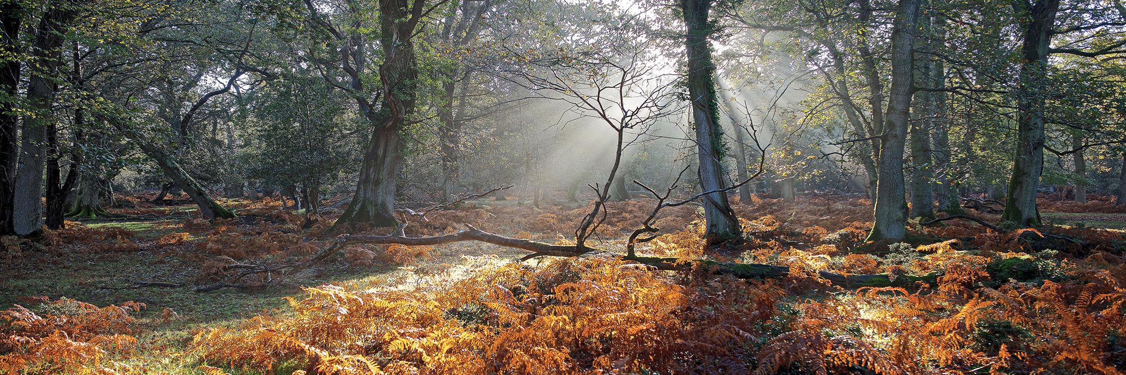 Redcliffe Imaging banner