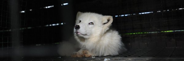FurFreeAlliance Profile Banner