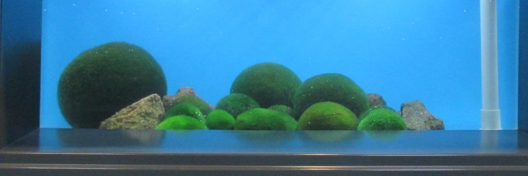 フリー・ペーパー banner