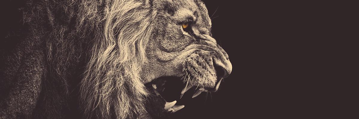 Taylor  Chrisman banner